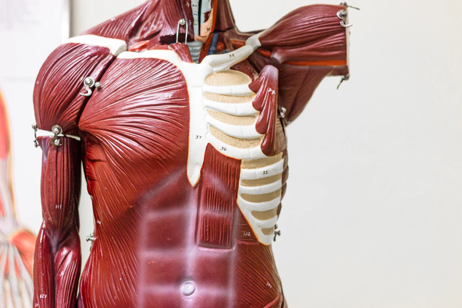 Anatomisches Torso-Modell mit freigelegter Muskulatur – 2. Semester Zahnmedizin