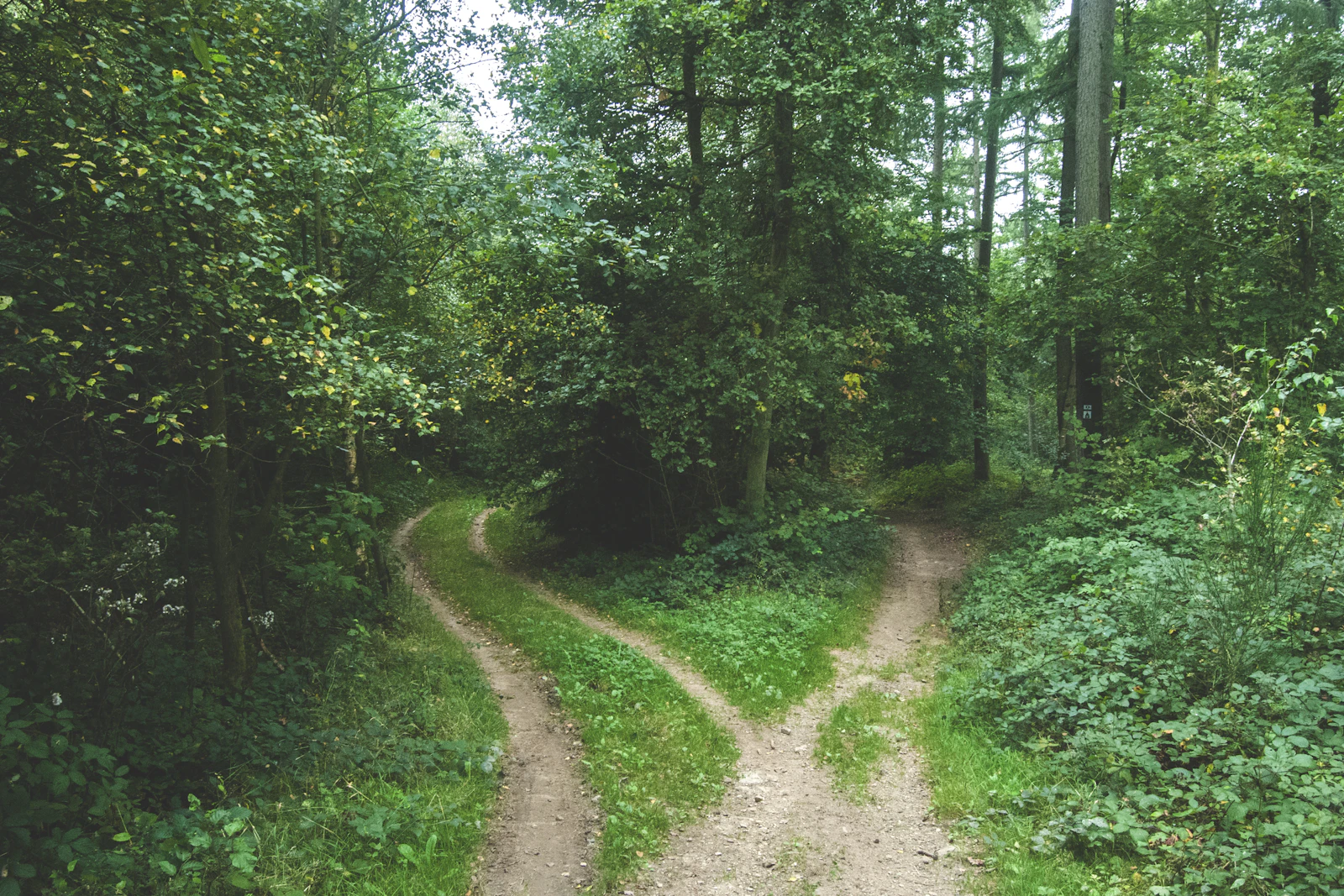 Ein Waldweg gabelt sich in zwei Pfade – TMS oder TMSnat: Unterschiede, Übergang und Gültigkeit